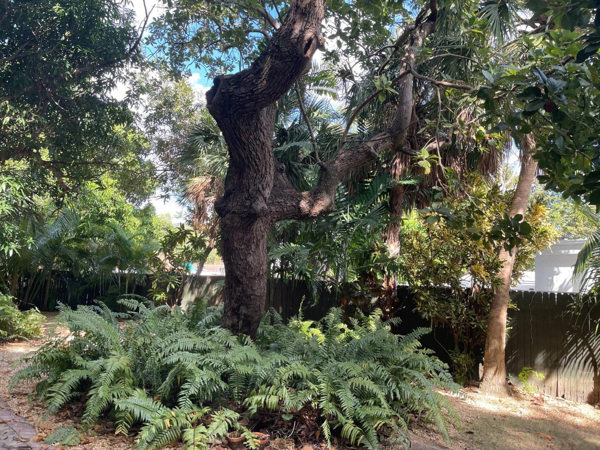 Tropical Paradise In Miracle Mile W/ Parking Apartment